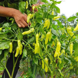 Small Hot Pepper Seeds