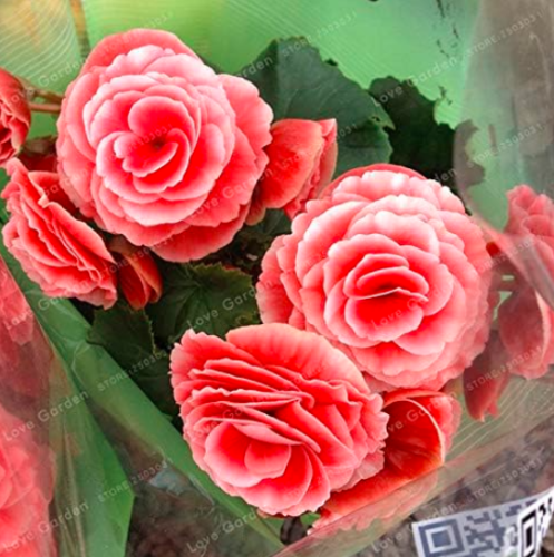 Begonia Seed (Color: 3)