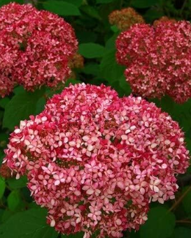 Hydrangea Seed Perennial Flower Seeds