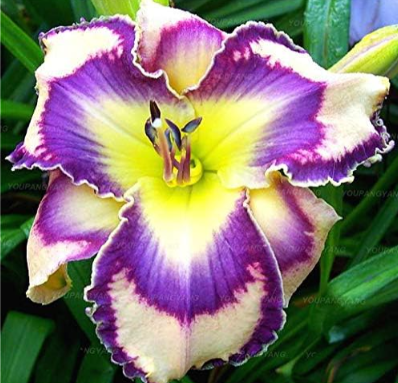 Rare Lily Seeds