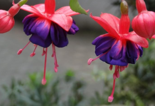 Rare Fuchsia Lantern Flower Seed