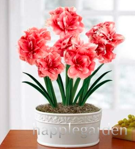 Amaryllis Flower Seeds (Not Bulbs)
