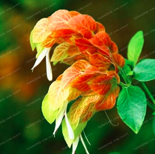 Justicia Brandegeana Seed Home Garden Potted Or Yard Flower