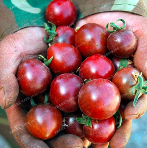 Tomato Seed Heirloom Vegetable Seed - RUSSIAN BLACK KRIM DARK & DELICIOUS