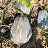 Sweet Taro Pumpkin Seeds
