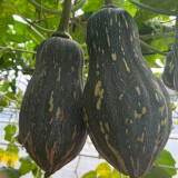 Sweet Taro Pumpkin Seeds