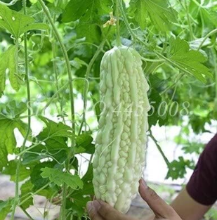 Rare Original Vegetable Balsam Pear Outdoor Bitter Melon Seeds