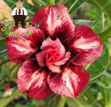 Genuine Desert Rose Seeds