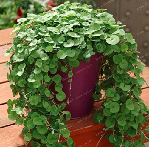 Dichondra Repens Silver Falls Emerald Falls Ground Cover Seed in Hanging Baskets