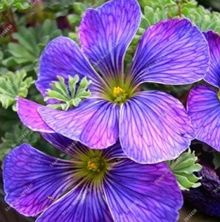 Red Oxalis Versicolor Flowers Seeds