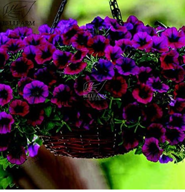 Petunia Shock Wave Deep Purple F1 Seeds Heirloom Small-Flowered Spreading Series