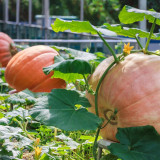 Giant Pumpkin Seeds
