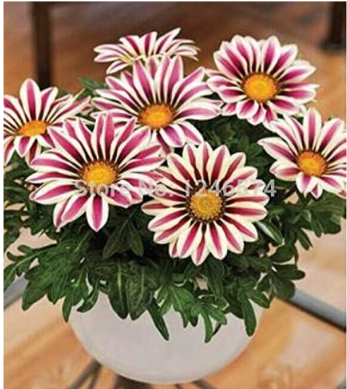 Gazania Seed, Potted Seed, Flower Seed, Variety Complete