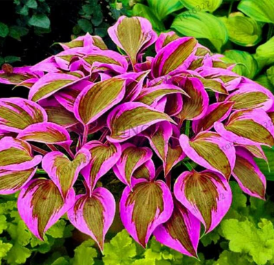 Hosta Seed Perennials Plantain Beautiful Lily Flower White Lace Home Garden