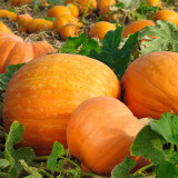 Giant Pumpkin Seeds