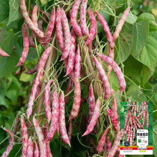 Sparrow Egg Cranberry Bean Seeds