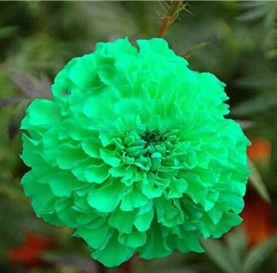 Rare Purple Maidenhair Seeds Flower Potted Seeds