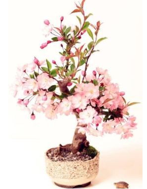 Rare Sakura Seed Flower Cherry Blossoms Seed Cherry Blossom Seed Ornamental