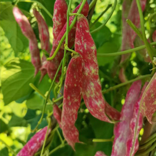 Sparrow Egg Cranberry Bean Seeds