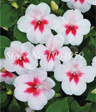 Super Balsam Double Impatiens Flower Seeds