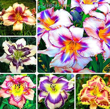 Hosta Seed Perennials Plantain beautiful Lily Flower White Lace Home Garden Ground Cover Plant