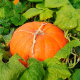 Giant Pumpkin Seeds