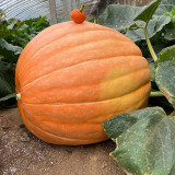 Giant Pumpkin Seeds