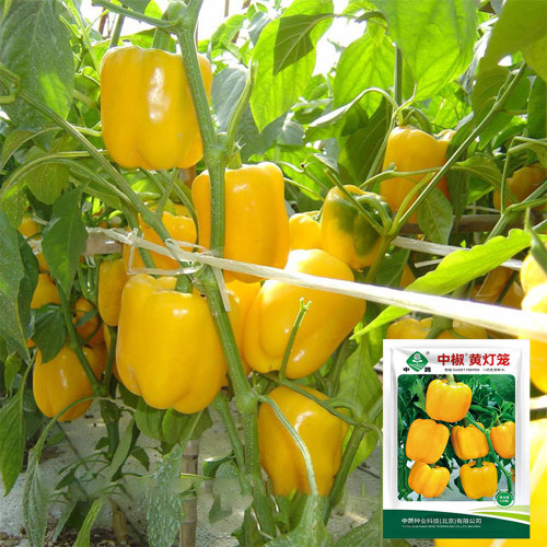 Yellow Lantern Sweet Pepper Seeds