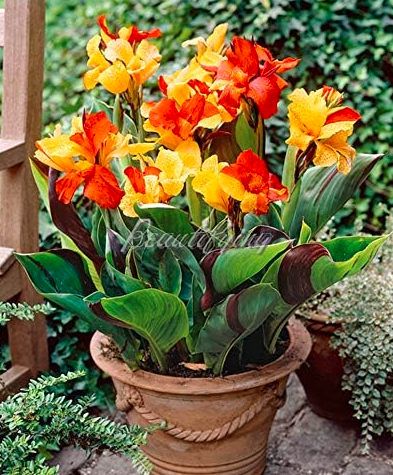Canna Lily Potted Flower Variety Seeds (Mixed Colors)