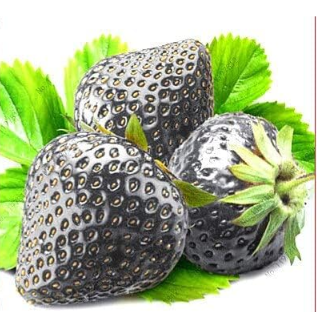 Climbing Strawberry Seed Black Fruits