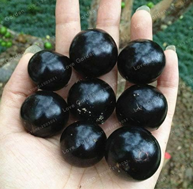 Ornamental Plant Plinia Cauliflora Seeds