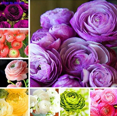 Ranunculus Flower Double Flap Ranunculus Asiaticus Seeds