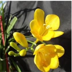 Freesia Bulbs, Flower, Indoor Pot Flowers Orchids