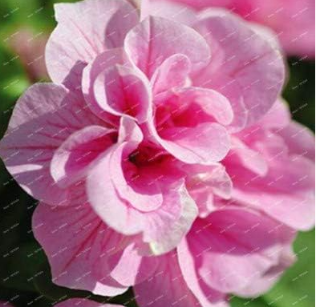 Garden petunia tree plants balcony ornamental Seeds