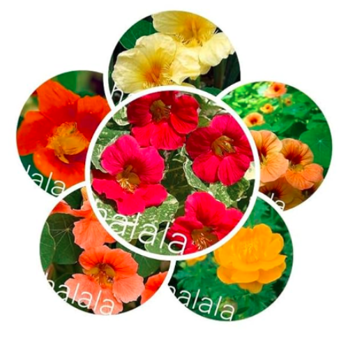 Fresh Tropaeolum majus Nasturtium Seed Blooming Aromatic (Color: Mixed)