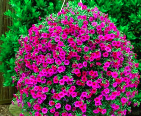 Calibrchoa Million Bells Annual Flower Seed (Color: 14)