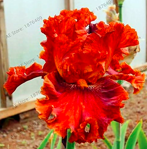 Iris Orchid Flores Seeds, Plant Seed Butterfly iris (Color: 3)