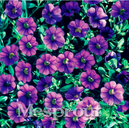 Calibrchoa Million Bells Annual Flower Seed (Color: 9)