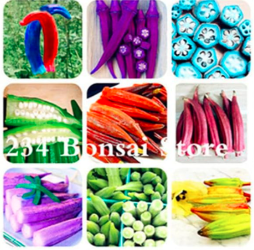 Okra Seed, Okra Planting, Organic Heirloom Vegetable (Color: Mixed)