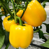 Yellow Lantern Sweet Pepper Seeds