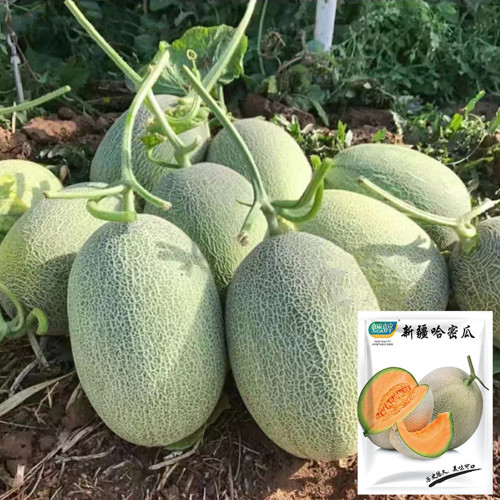 Hami Melon Seeds
