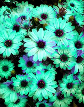 African Rare Blue Eyed Daisy Flower Osteospermum Seeds