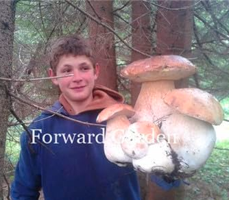Gaint Mushrooms Seed (Color: 5)