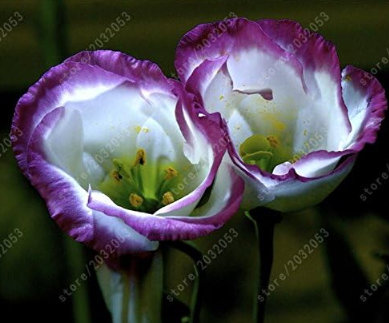 Eustoma Seeds Perennial Flowering Plants Lisianthus