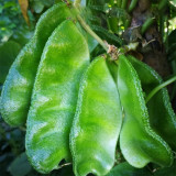 Hyacinth Bean Seeds (Pig-ear-shaped)