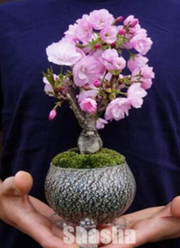 Rare Japanese Sakura Cherry Blossom for Garden Flower Seed