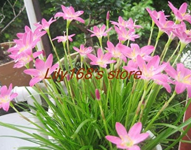 Rare balcony patio Flower Seed,Pink Zephyranthes Seed
