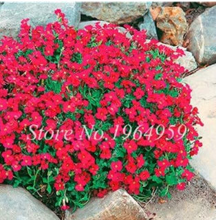 Creeping Thyme Seed Mixing Rock Cress Plant Perennial Ground Cover