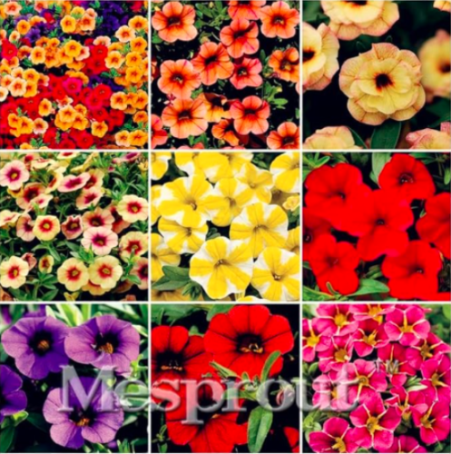 Calibrchoa Million Bells Annual Flower Seeds (Color: Mix)