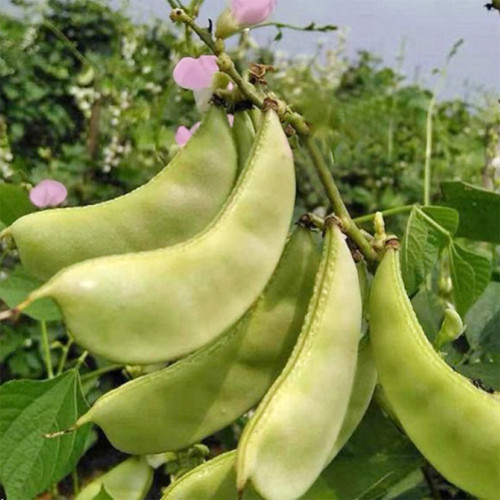 Red-flowered Hyacinth Bean Seeds
